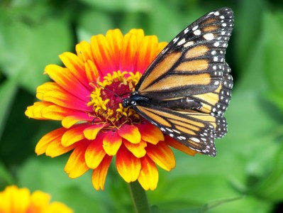 a close up of a flower